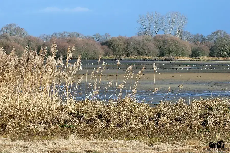 Brume matinale sur les marais de Vendée en automne